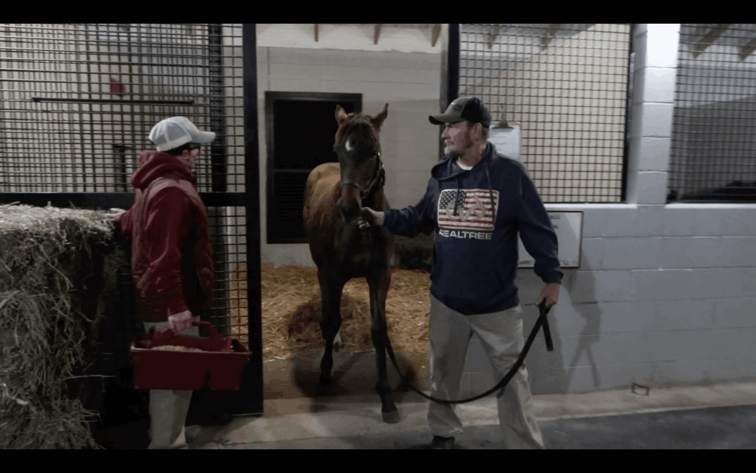 Man taking horse out of stable